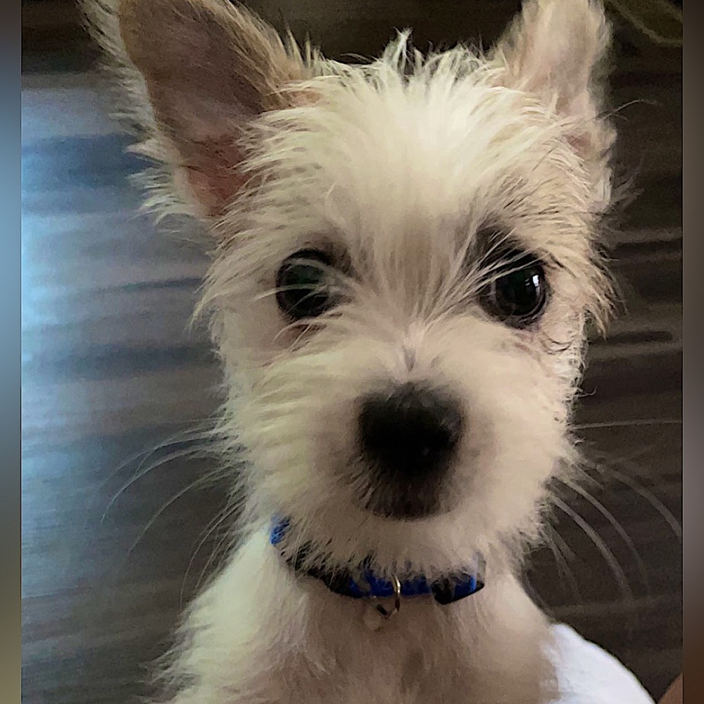 Meet your Posher, Leo